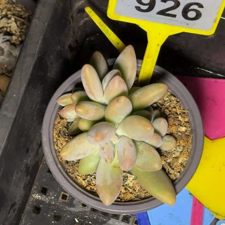 多肉植物白兰地926
