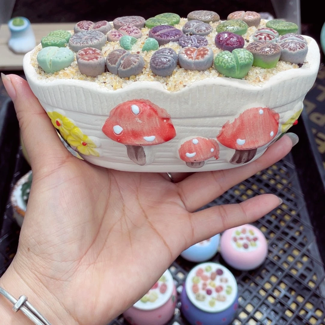 w8128 带盆土发货一物一拍