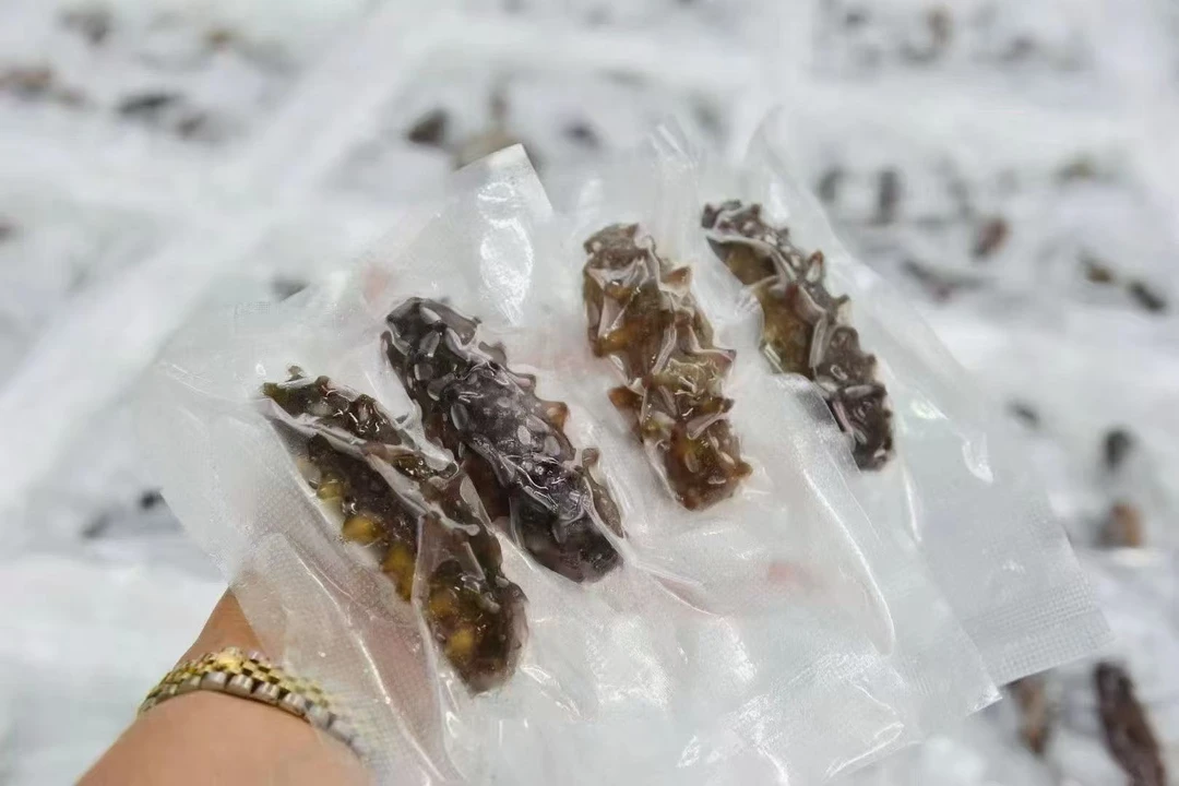 精品大连小海参