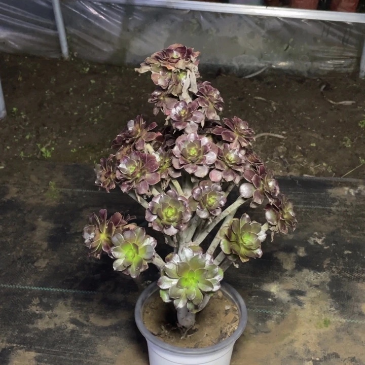 32黑法师多肉多肉