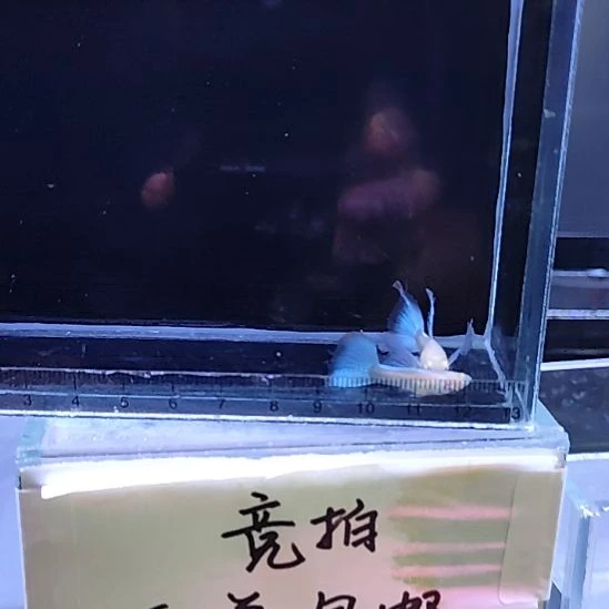 孔雀鱼14蓝白绣球母两条