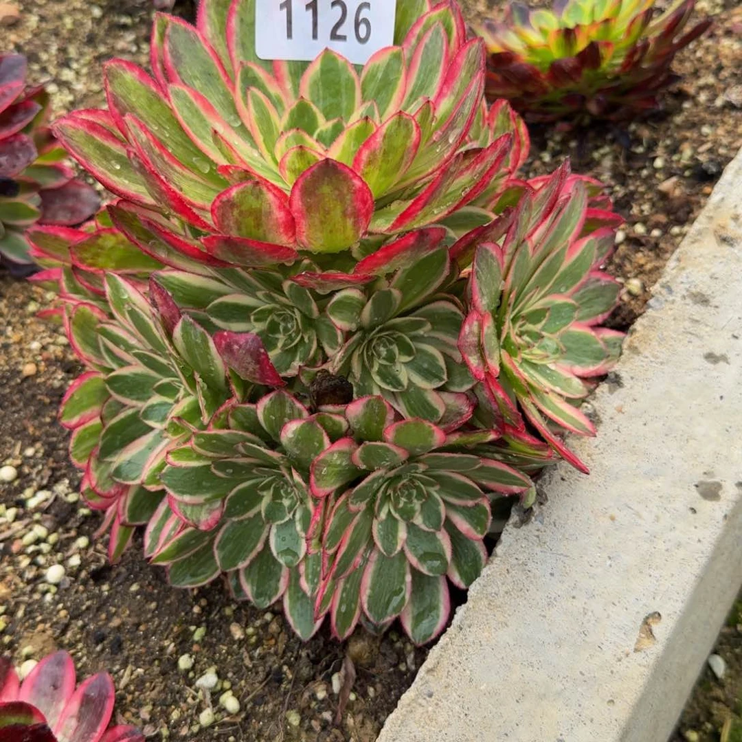 1126云荷。多肉植物