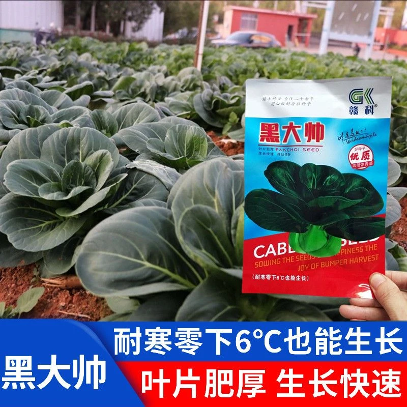 赣科黑大帅青菜种子黑叶矮脚苏州青种子黑大头抗寒肉厚油亮青菜籽