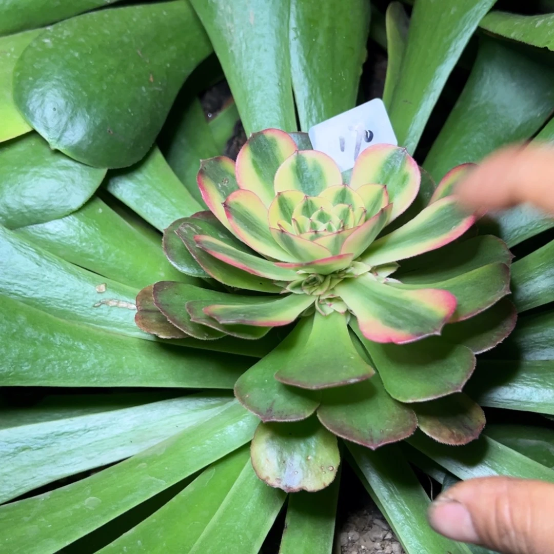 思***你170荔枝嫁接多肉嘻嘻嘻