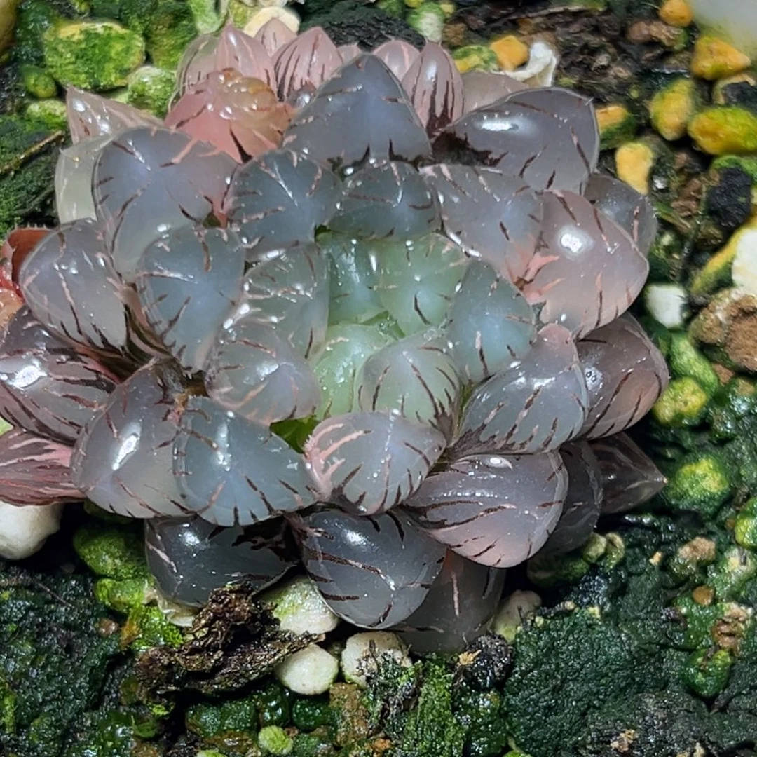 恭喜发财大吉大利673冰灯