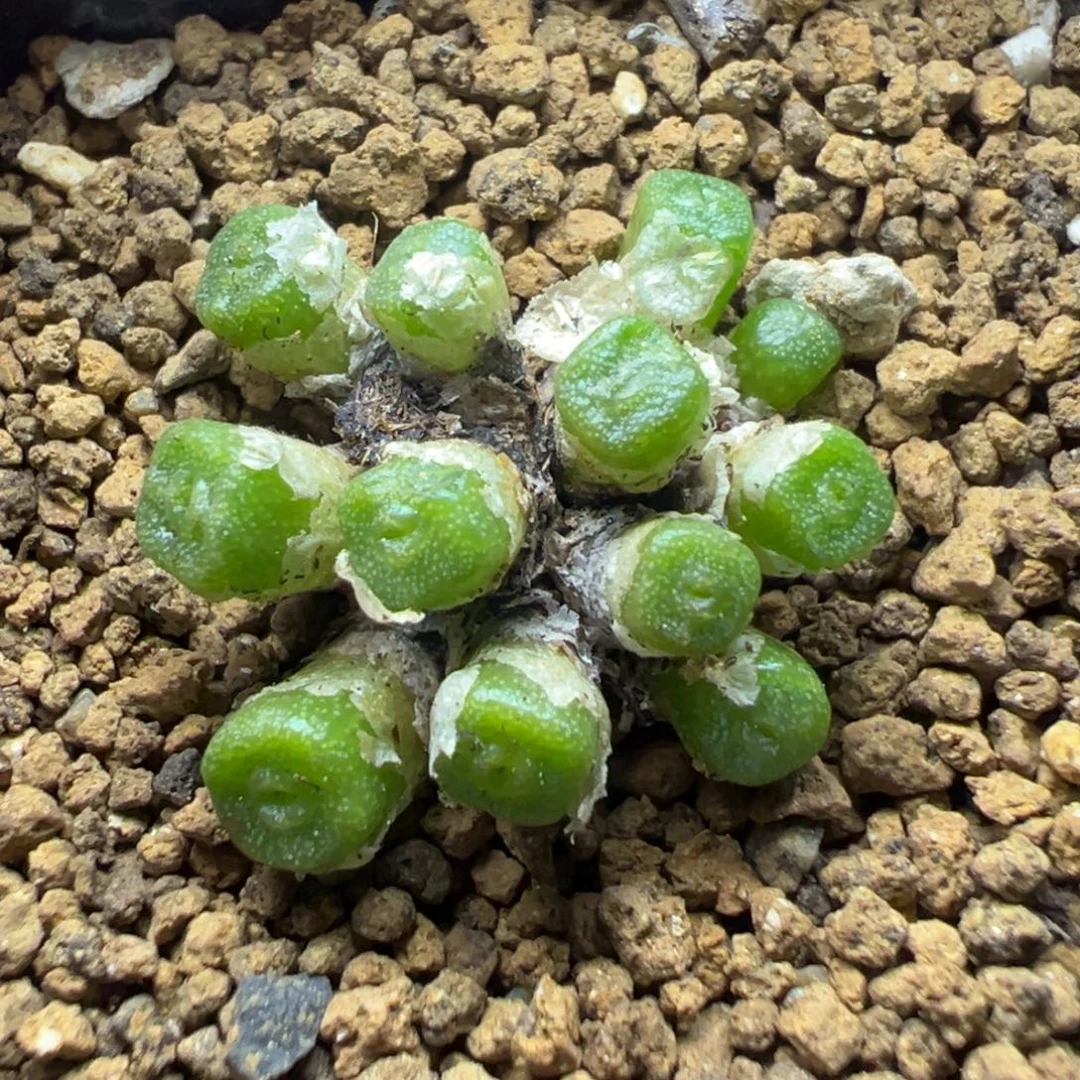 10-122肉锥多肉植物