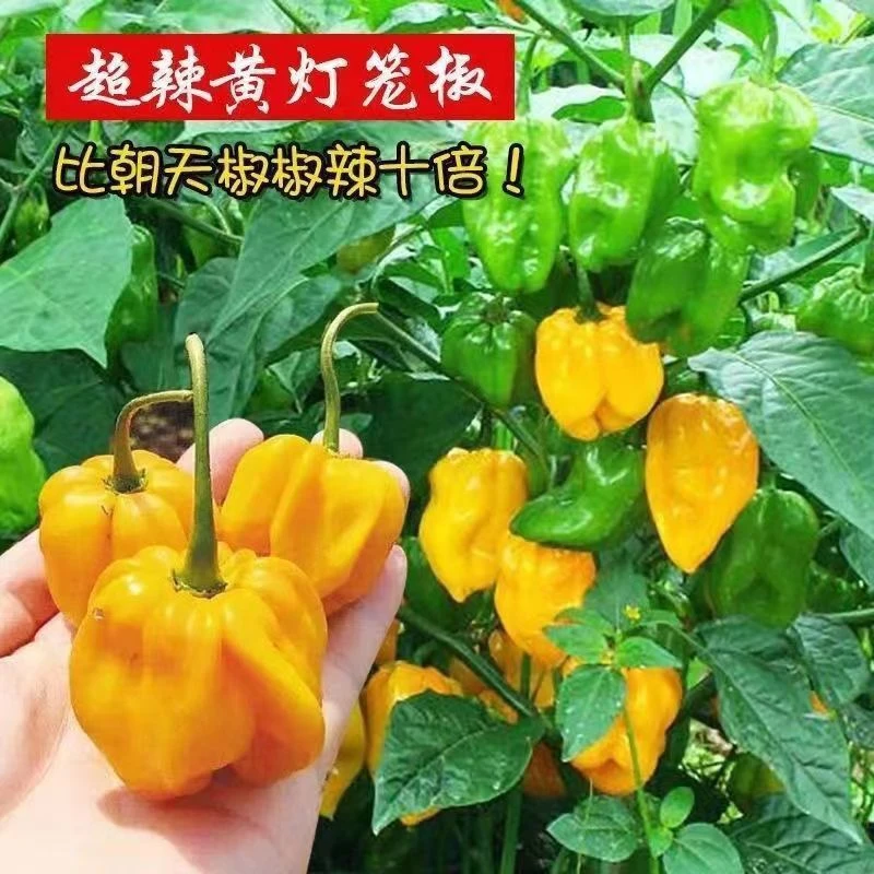 黄灯笼辣椒种子特辣彩色椒魔鬼椒比朝天椒辣四季阳台盆栽蔬菜种籽