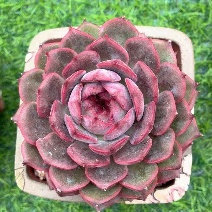 多肉植物 脏脏包-4