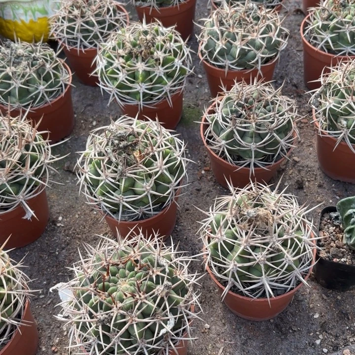 实生碧岩玉好养皮实好活