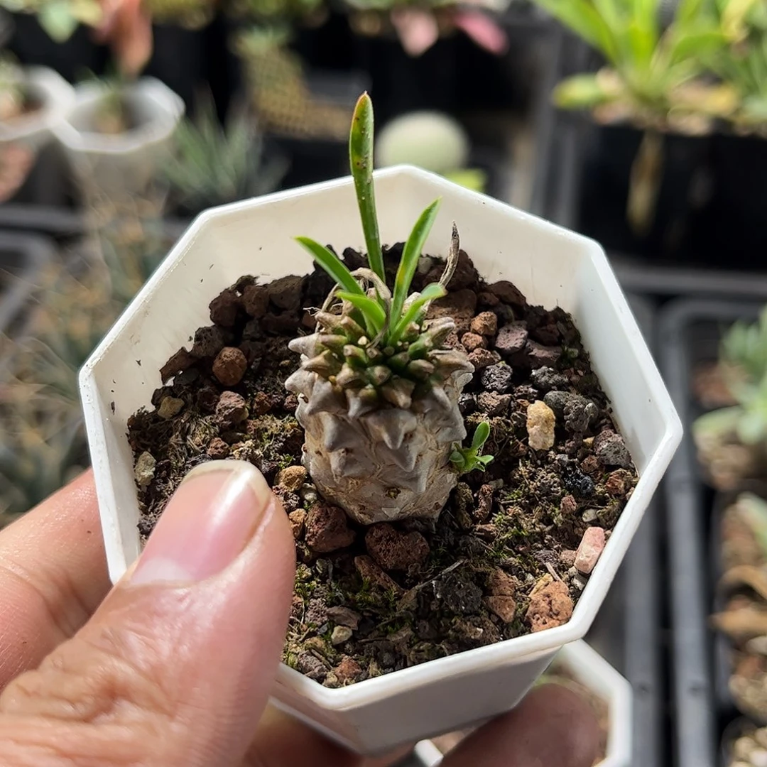 峨眉山单头发货单头发货