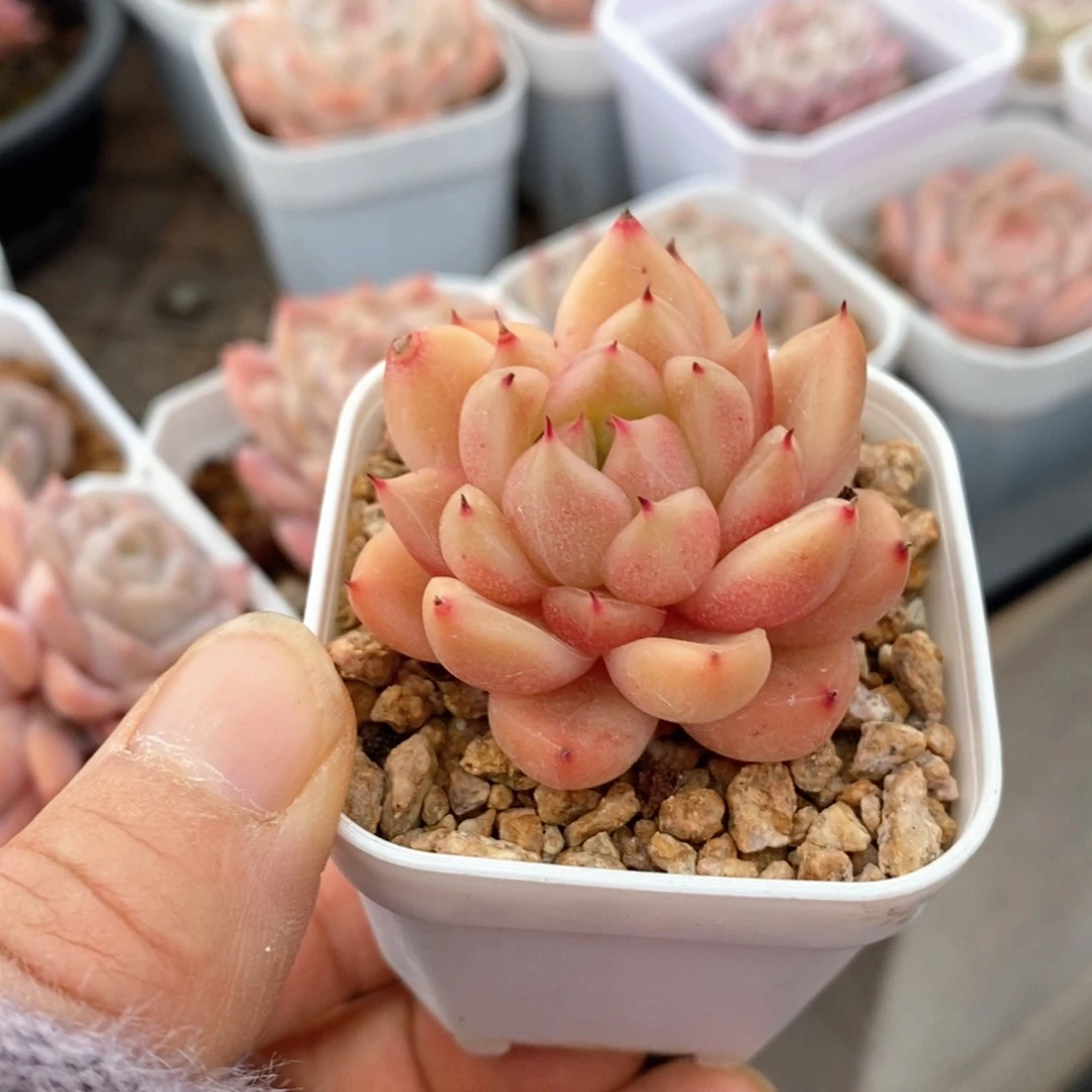 精品多肉一物一拍不包整445