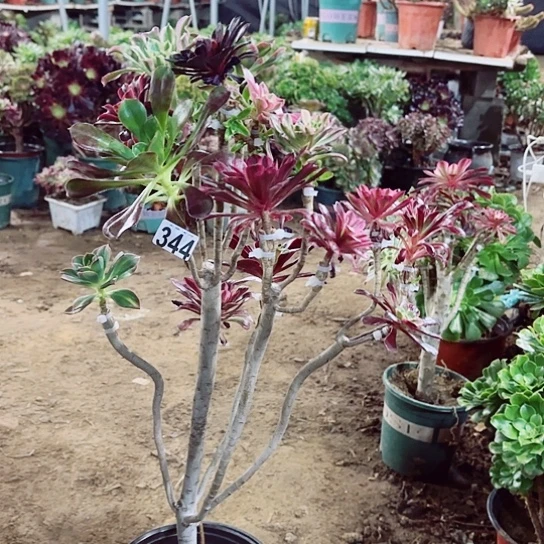 344嫁接老桩法师