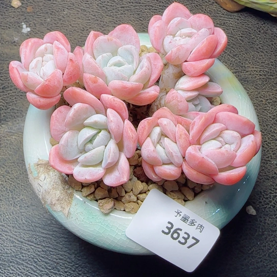 长杆粉胖虎，3637多肉植物