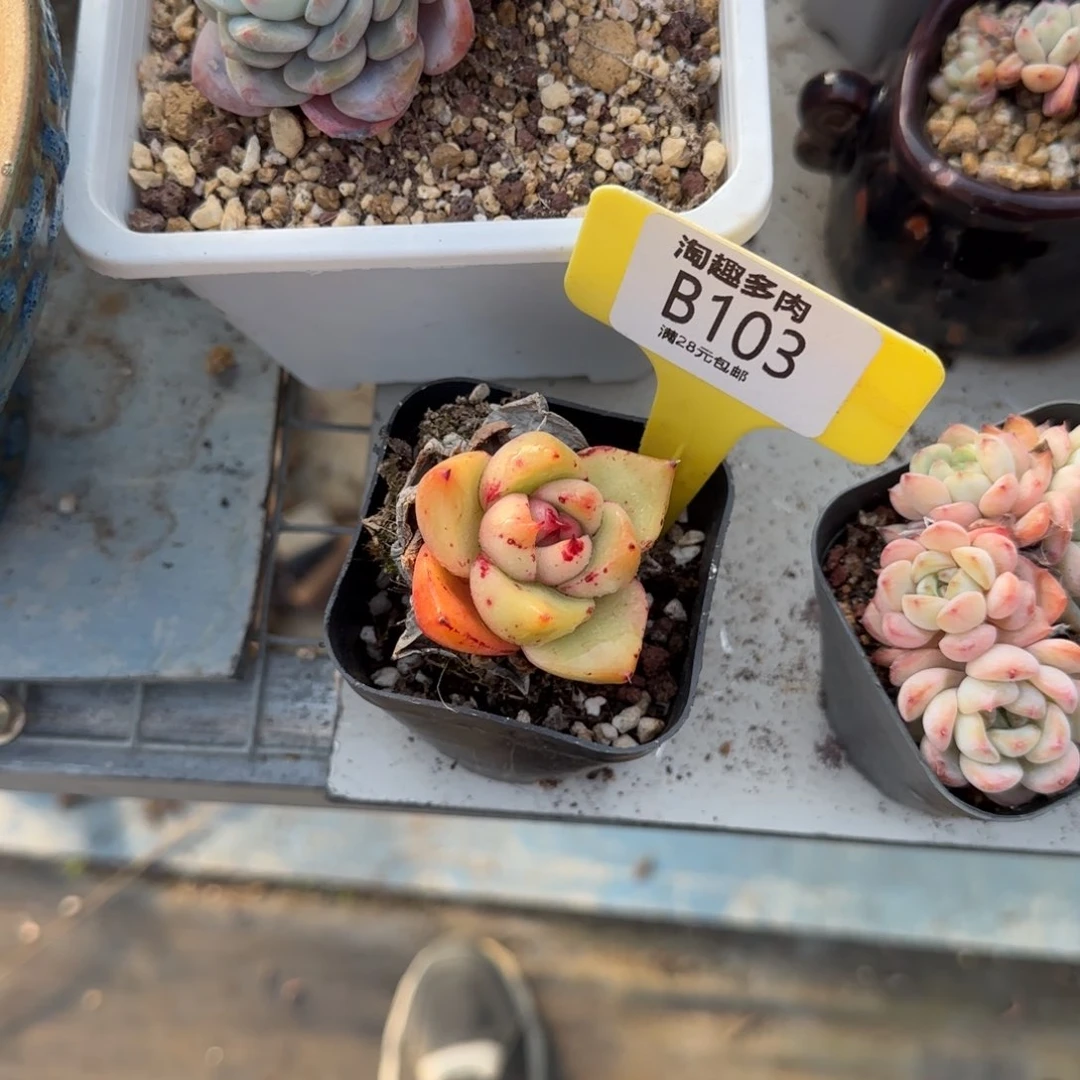 m****茶多肉植物巴松小单头