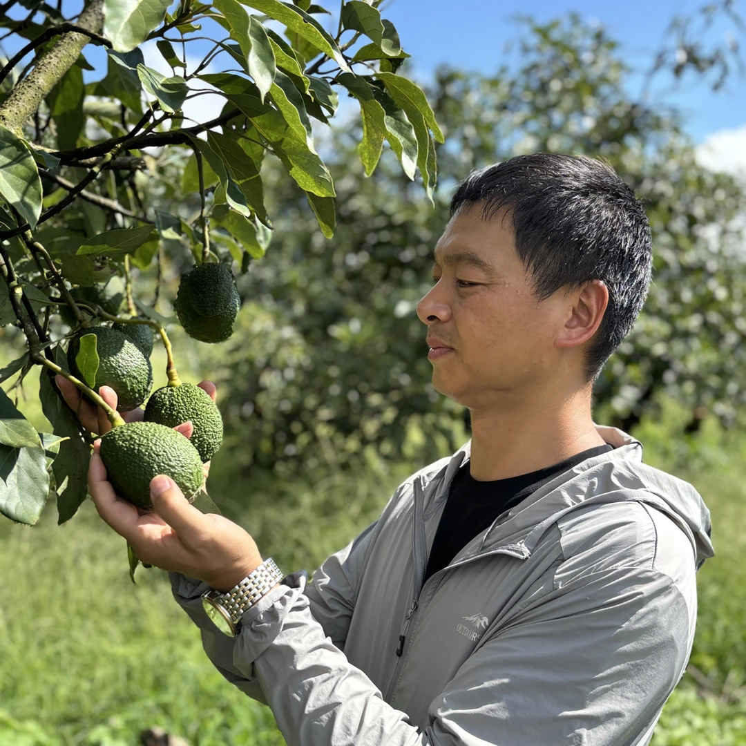【直播间福利】云南国产哈斯牛油果☛宝妈辅食
