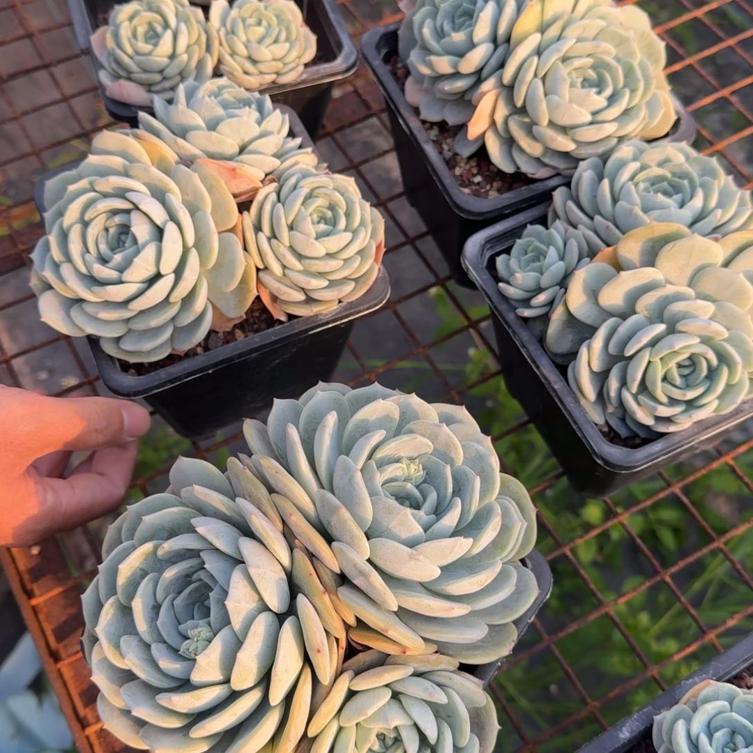 劳林3头多肉植物