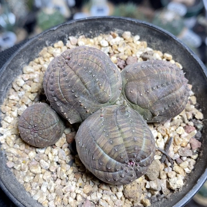 群生布纹球151号6.5cm