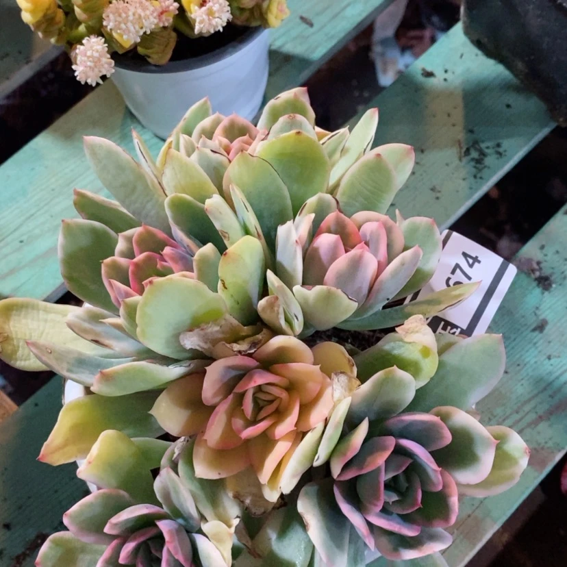 【闪购商品】绮罗锦0674