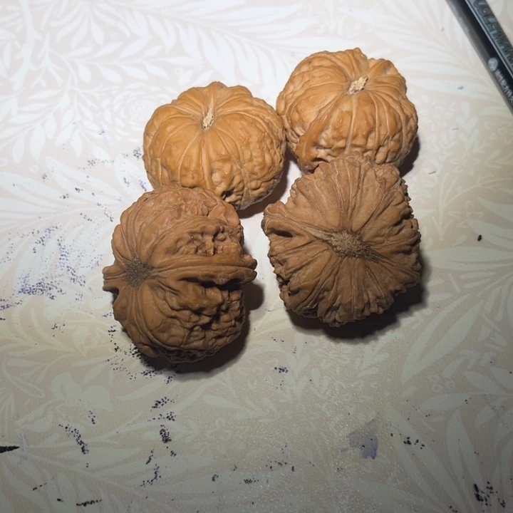 南瓜加卡姿兰大眼白狮子