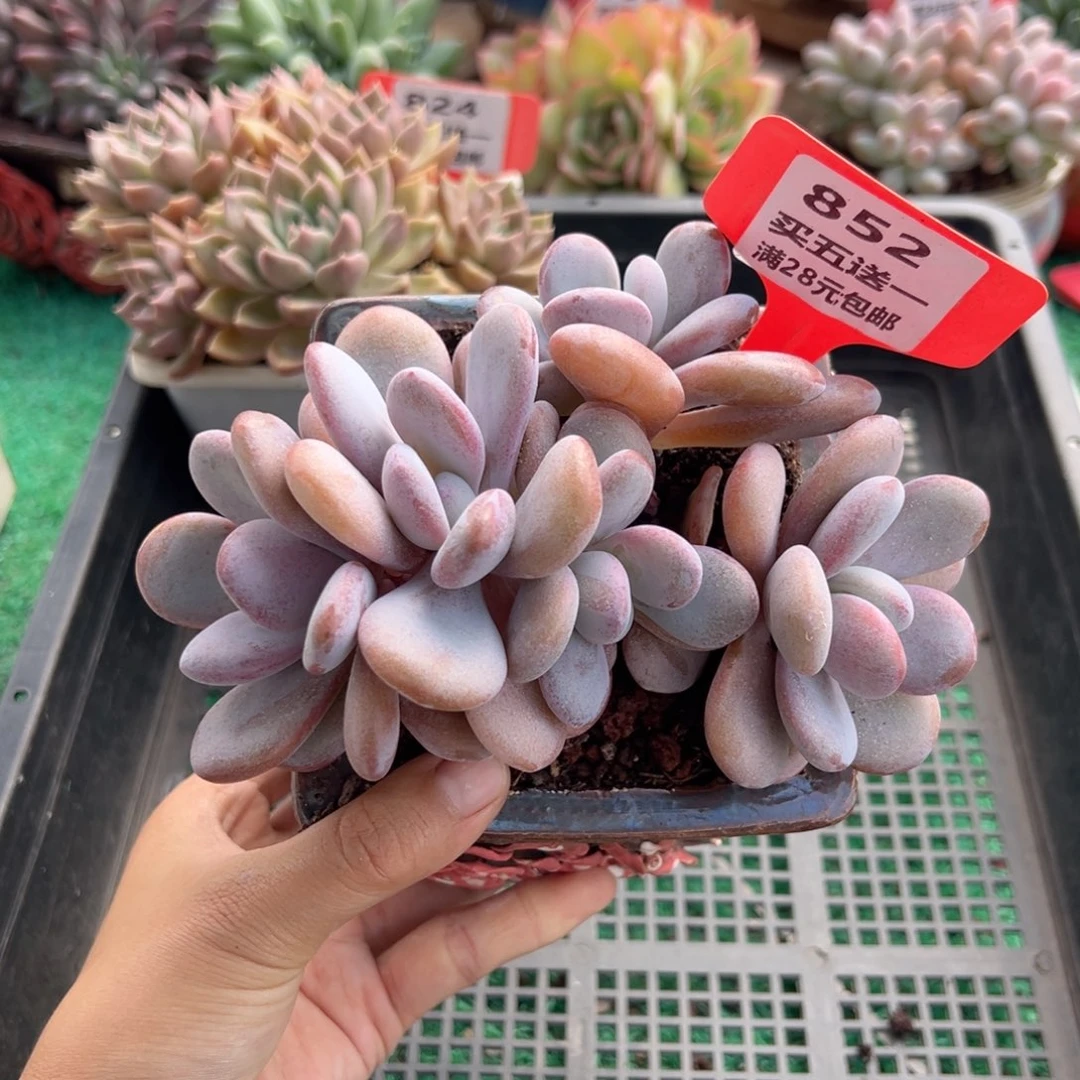 表妹精品多肉植物852.