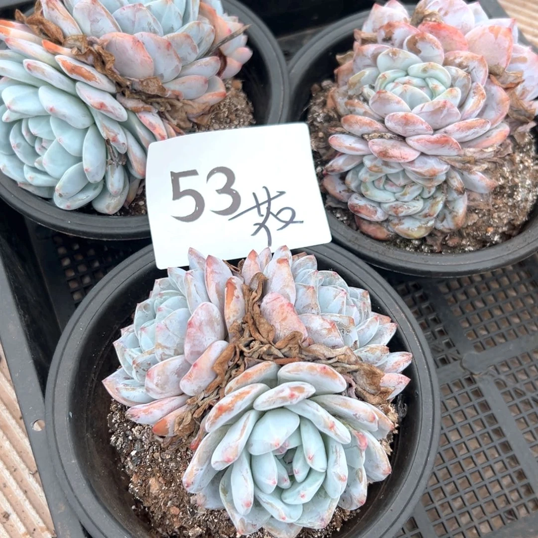 菩****花53）这好吃好吃好吃好吃好