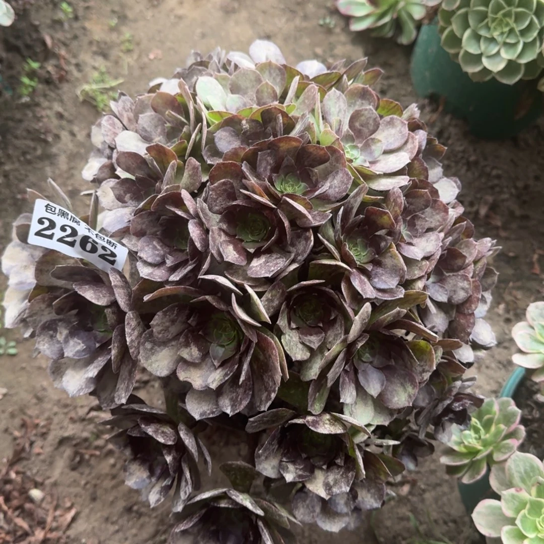 17-5法师墨染2262