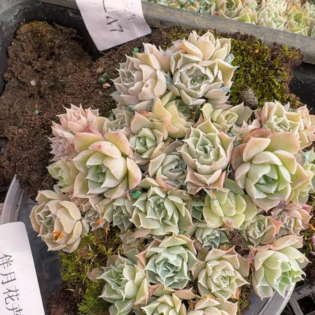 万宝路切糕量拍一盒25-184