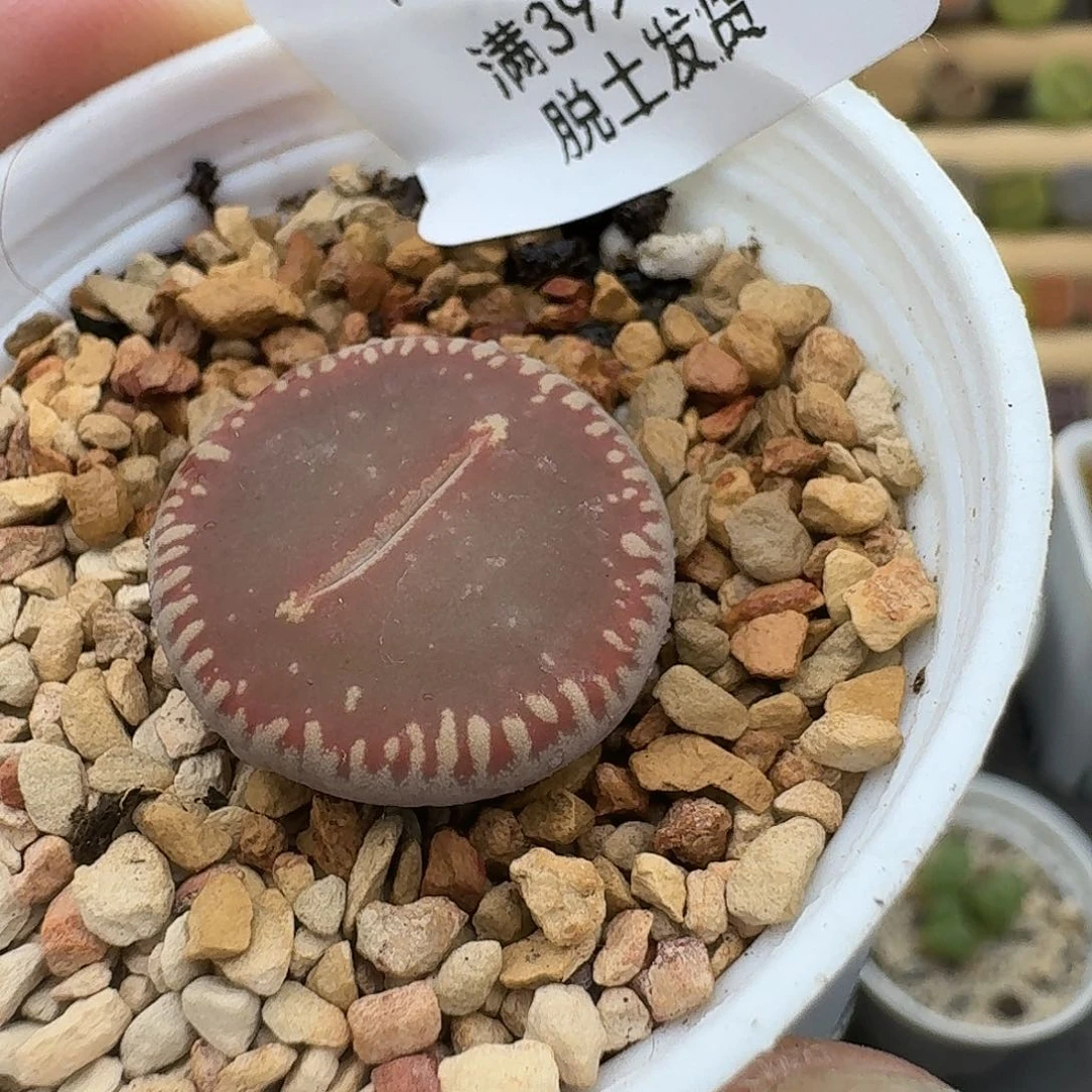 589多肉哈哈哈哈哈哈