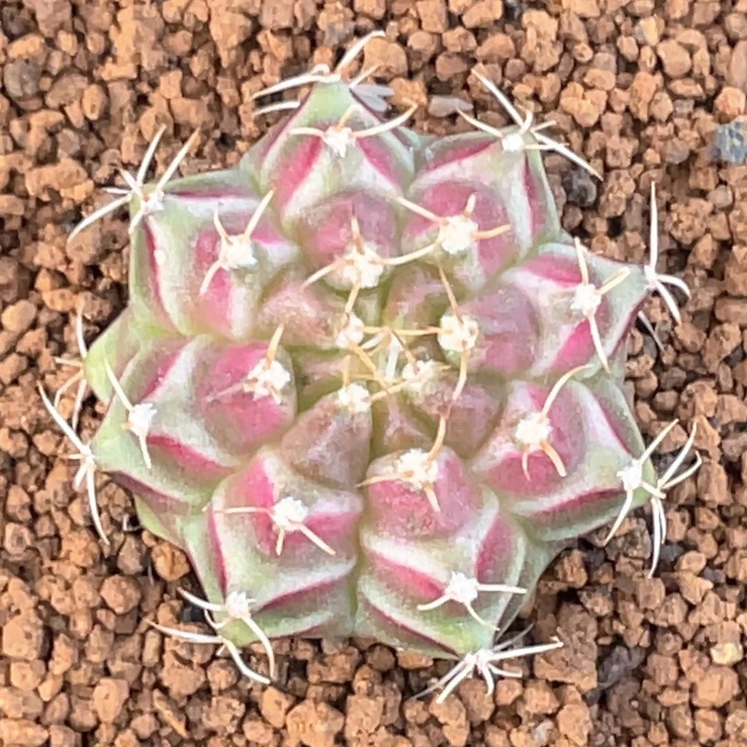 当前无花朵，栽培后可花朵梦想轮回