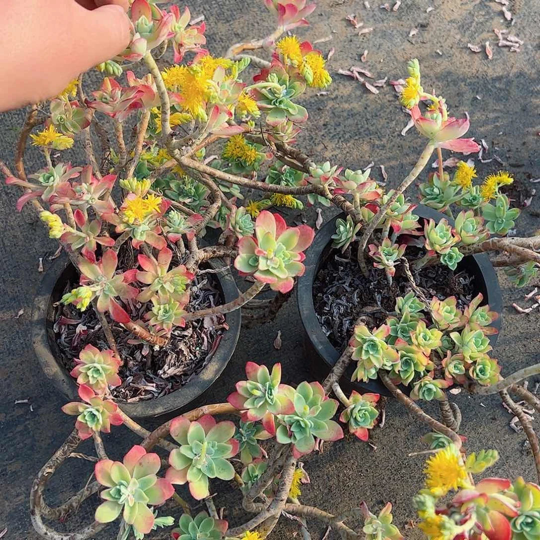 博化妆大盆两盆老桩