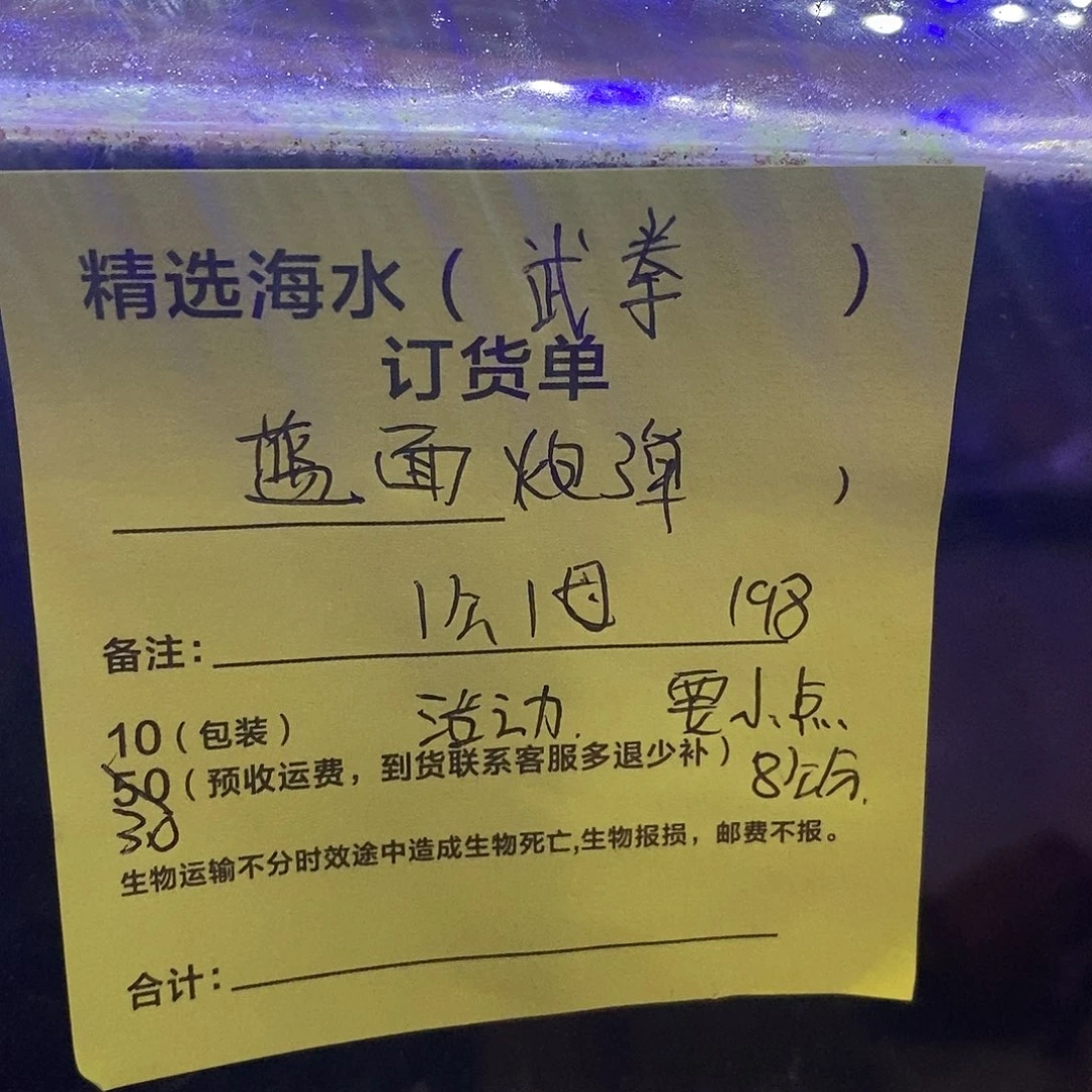 海水鱼蓝面炮弹公1➕母1➕包装10+运费40多退少补