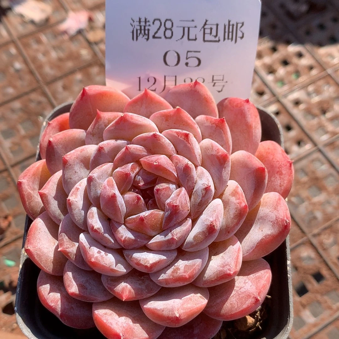 【闪购商品】云05号糖心