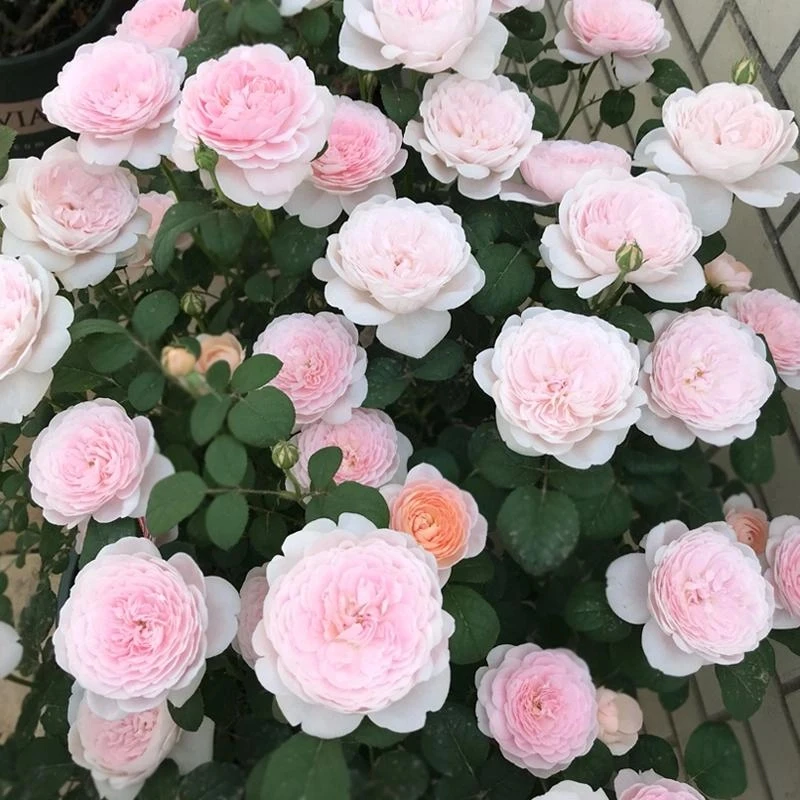 中大苗瑞典女王高30-40厘米四季开花盆栽玫瑰特大花易养植物