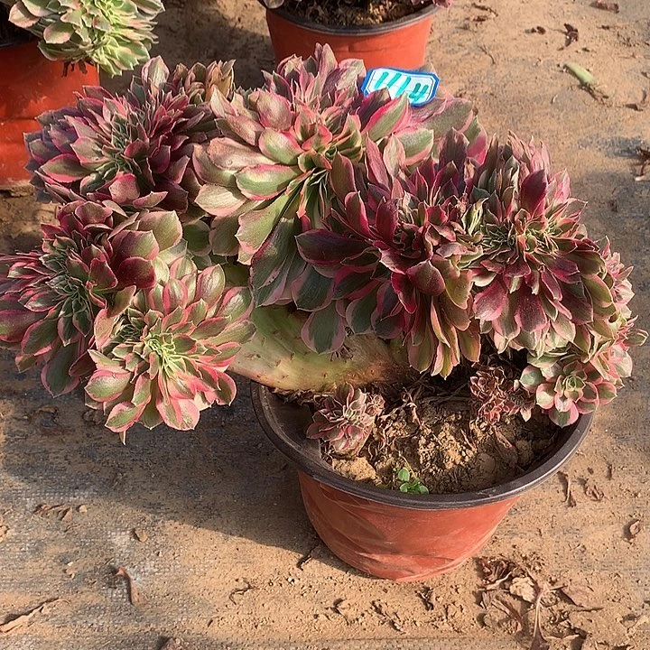 多肉植物女神缀1164