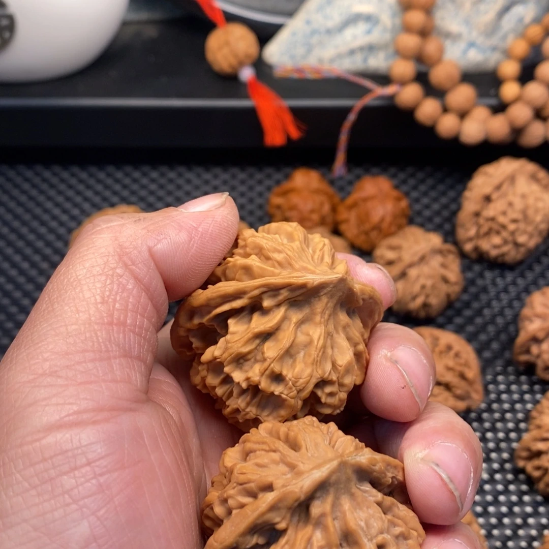 少***少秦岭森林茂密地栖息其中