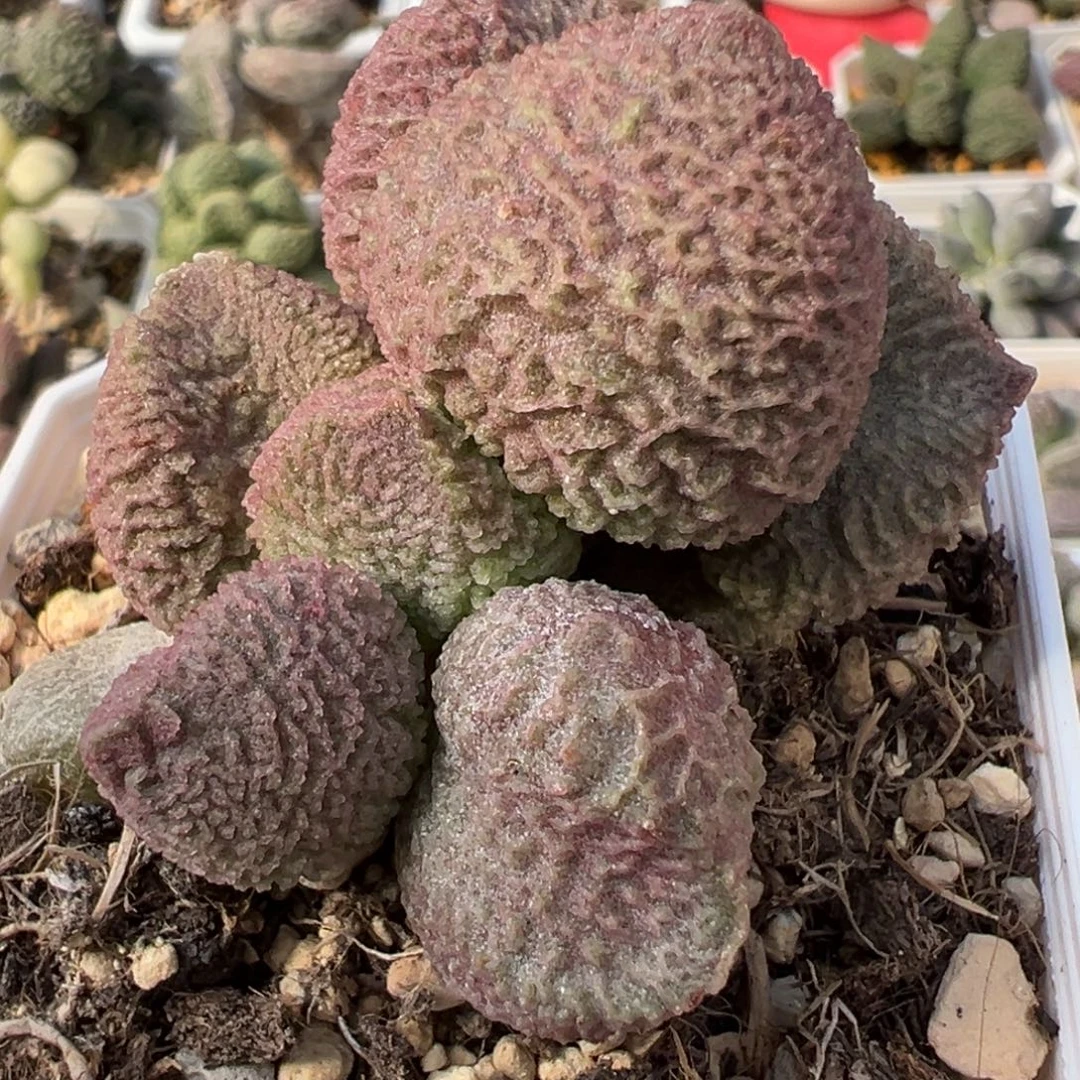 巨猪宝多头纯木质桩多肉植物