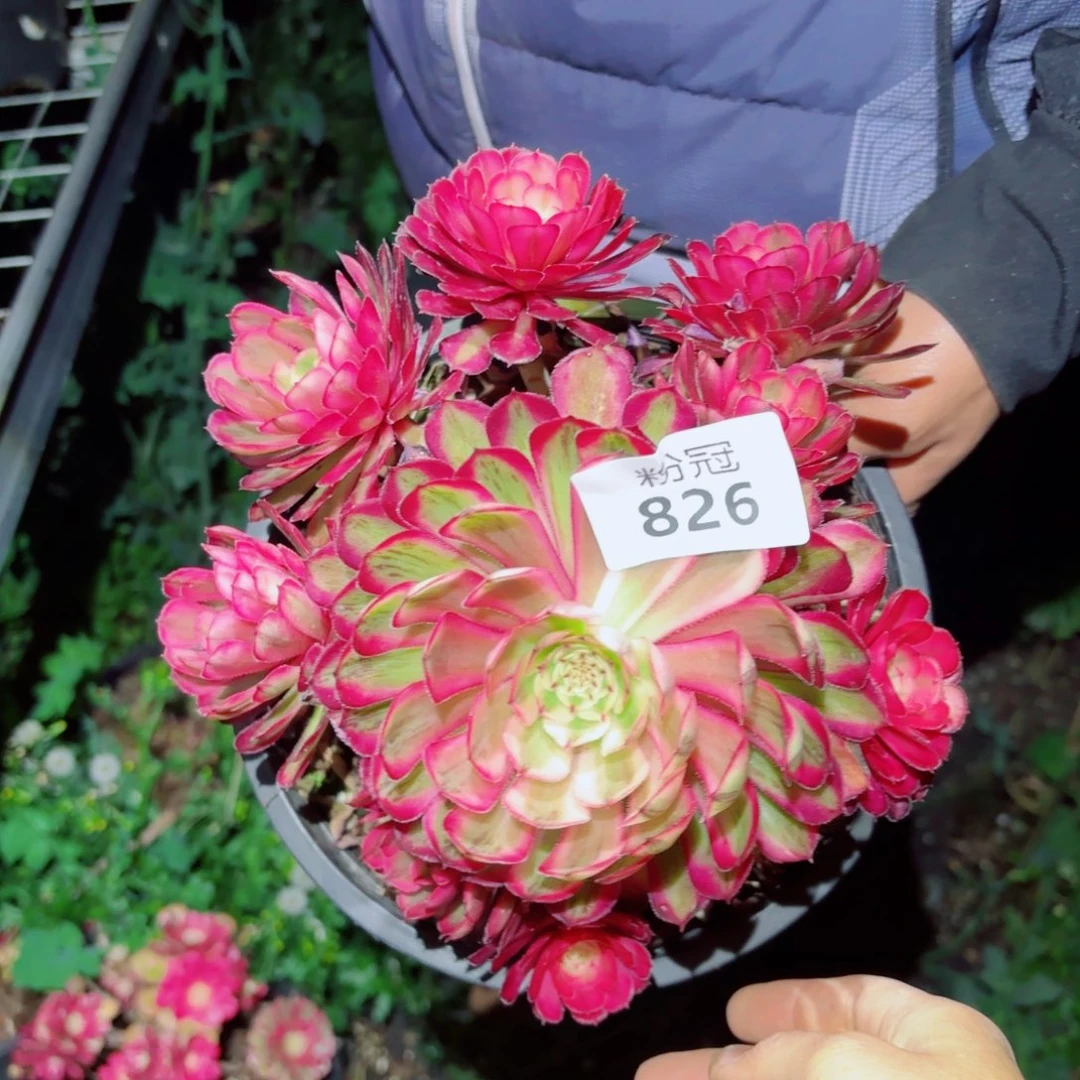 粉冠园艺白月光826