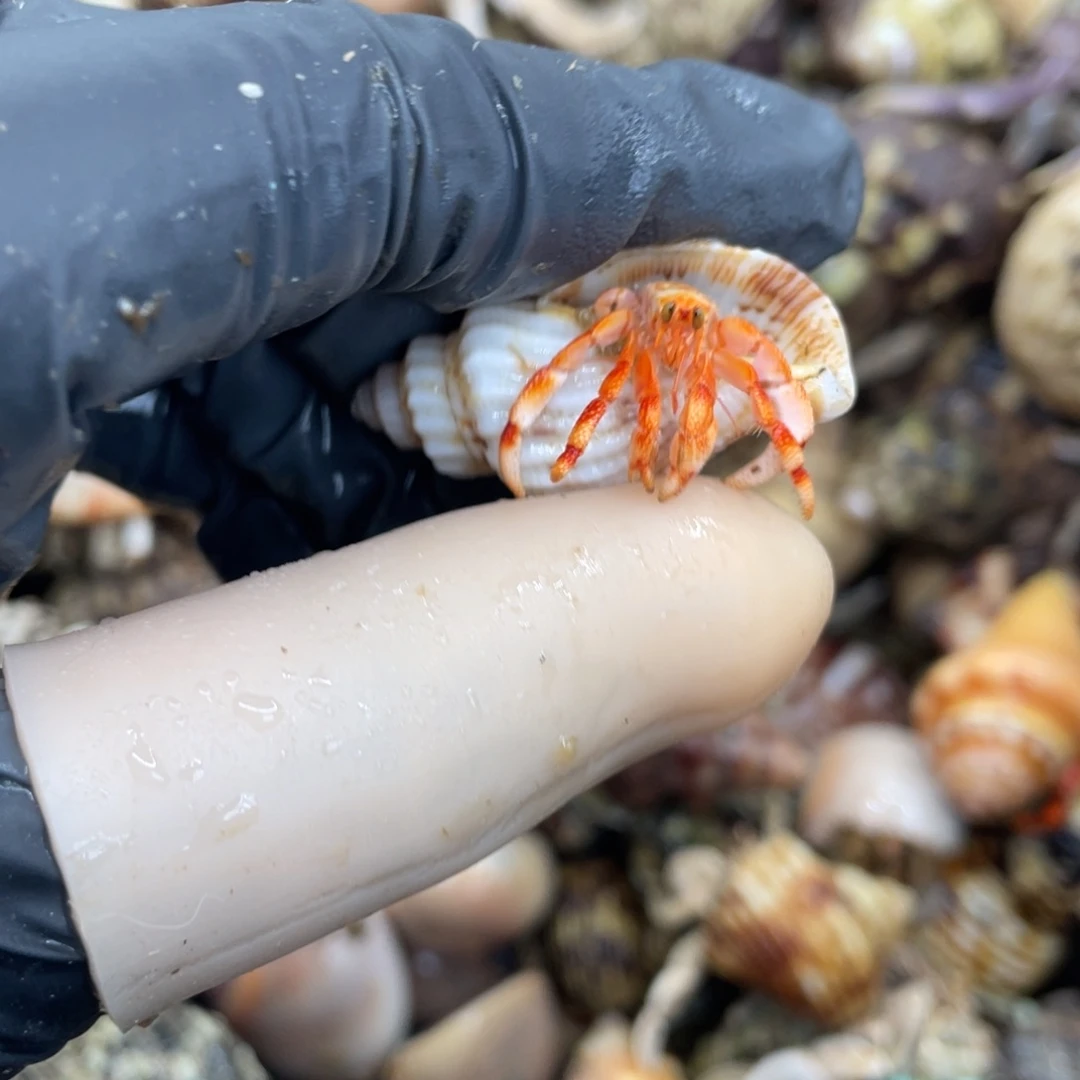 不退不换活体宠物180