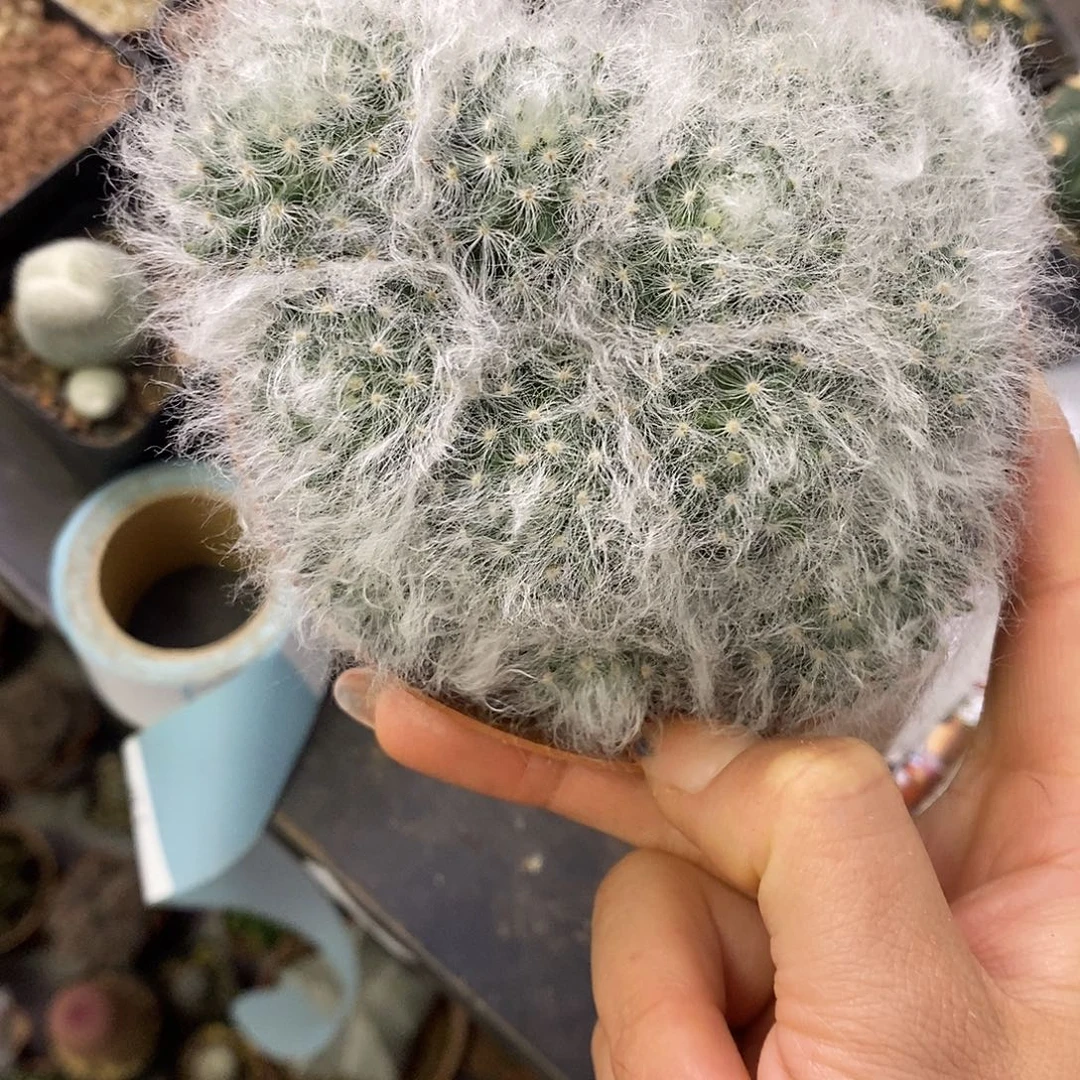 o***o一物一拍一棵仙人球