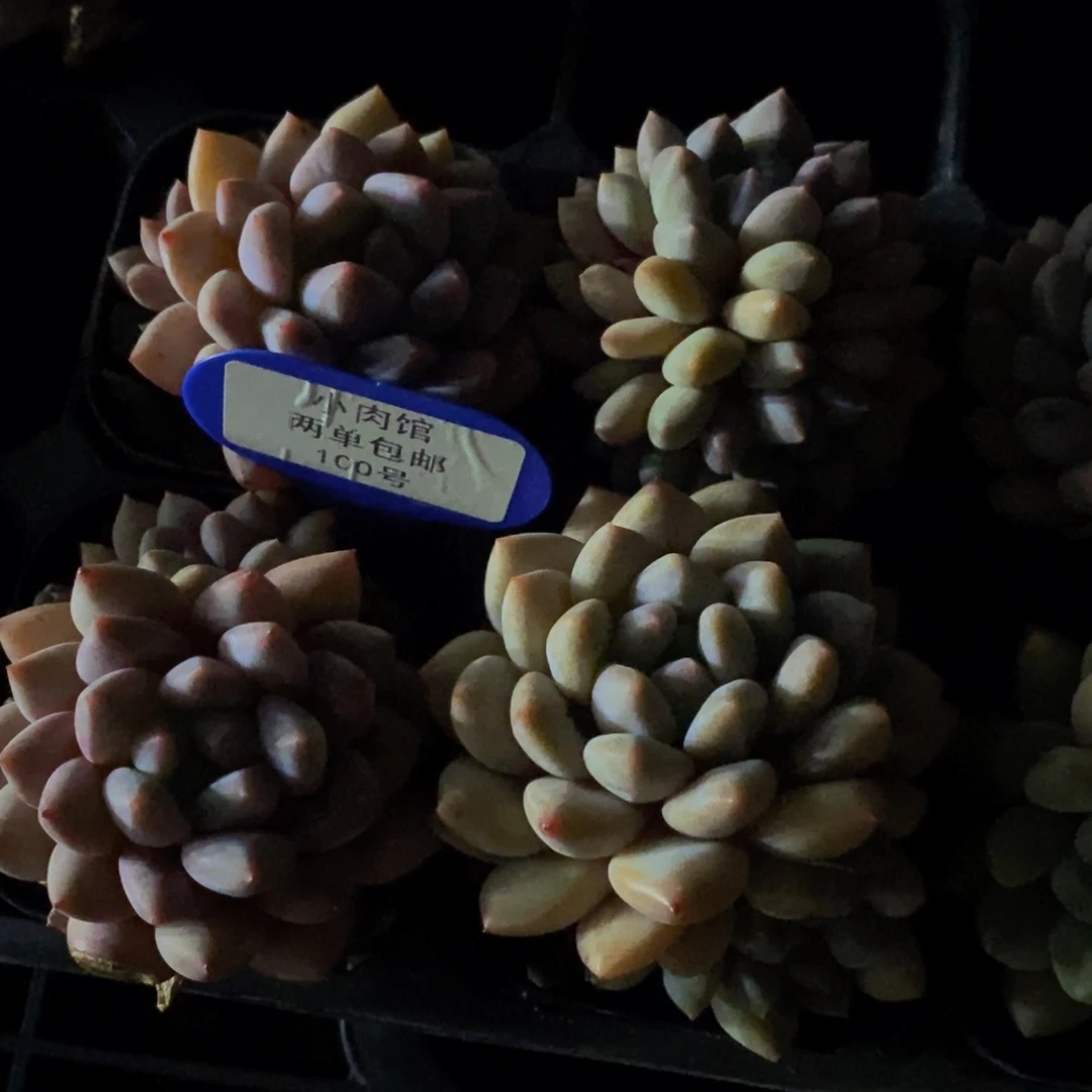 100-精品奶油半夏双头一个