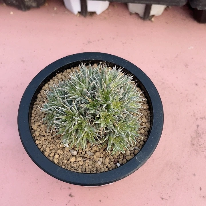 070玻利维亚天坨坨凤