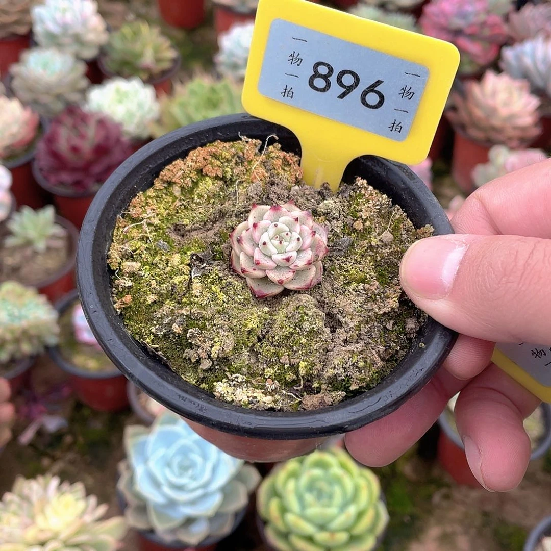 安***好896号多肉植物盆栽^_^