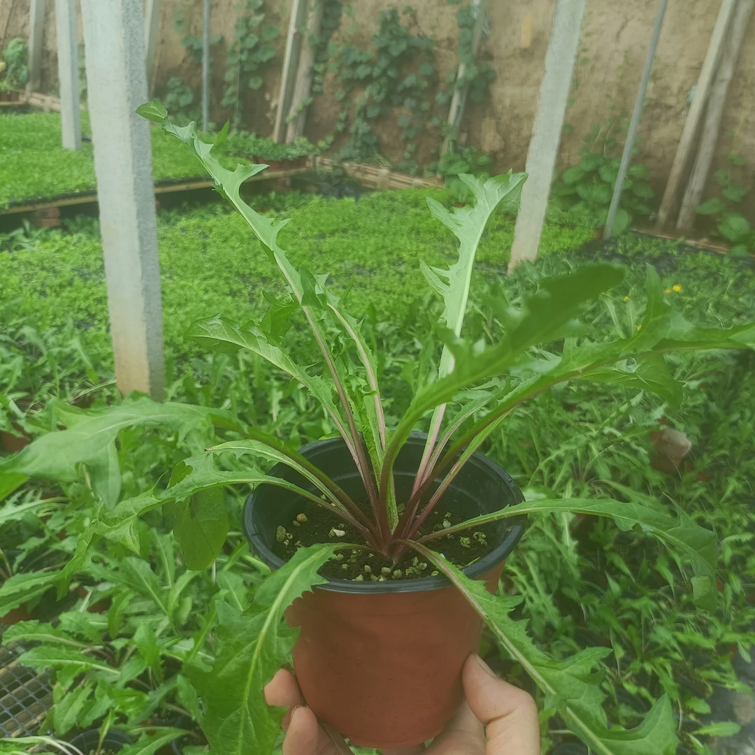蒲公英苗婆婆丁苗带根带叶带土发货耐寒耐高温四季可种多年生草本
