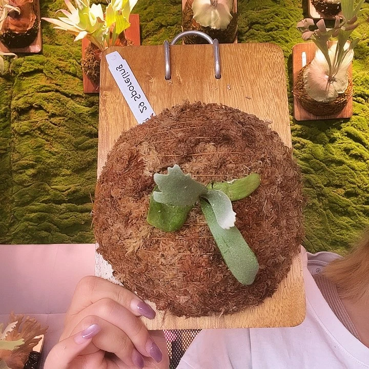 不开花植物sf ag29