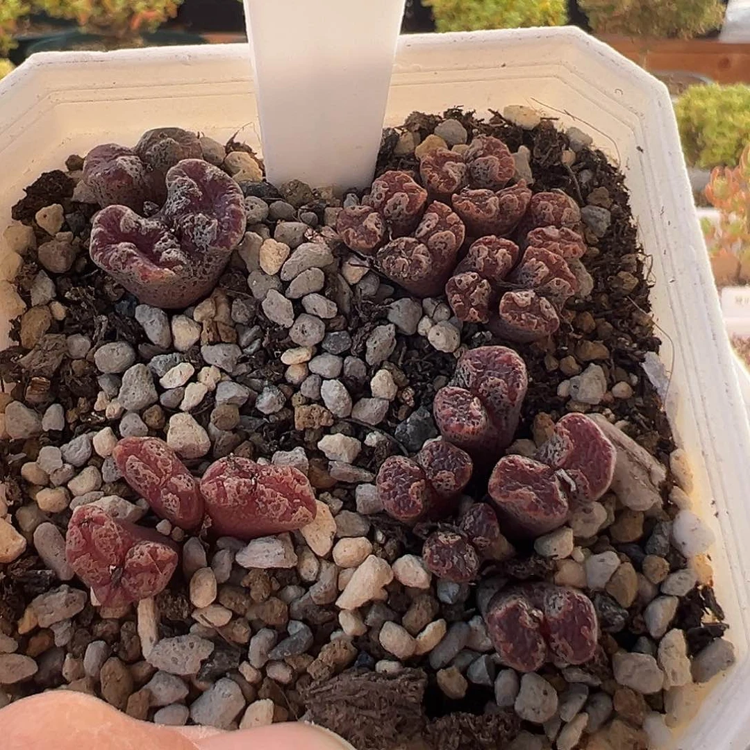 6号勋章12.7多肉