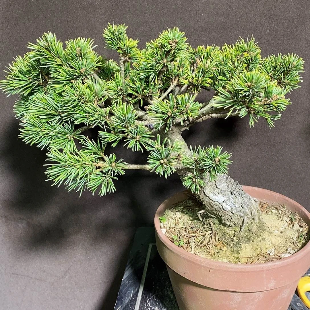 雷***塔无花朵8888888888