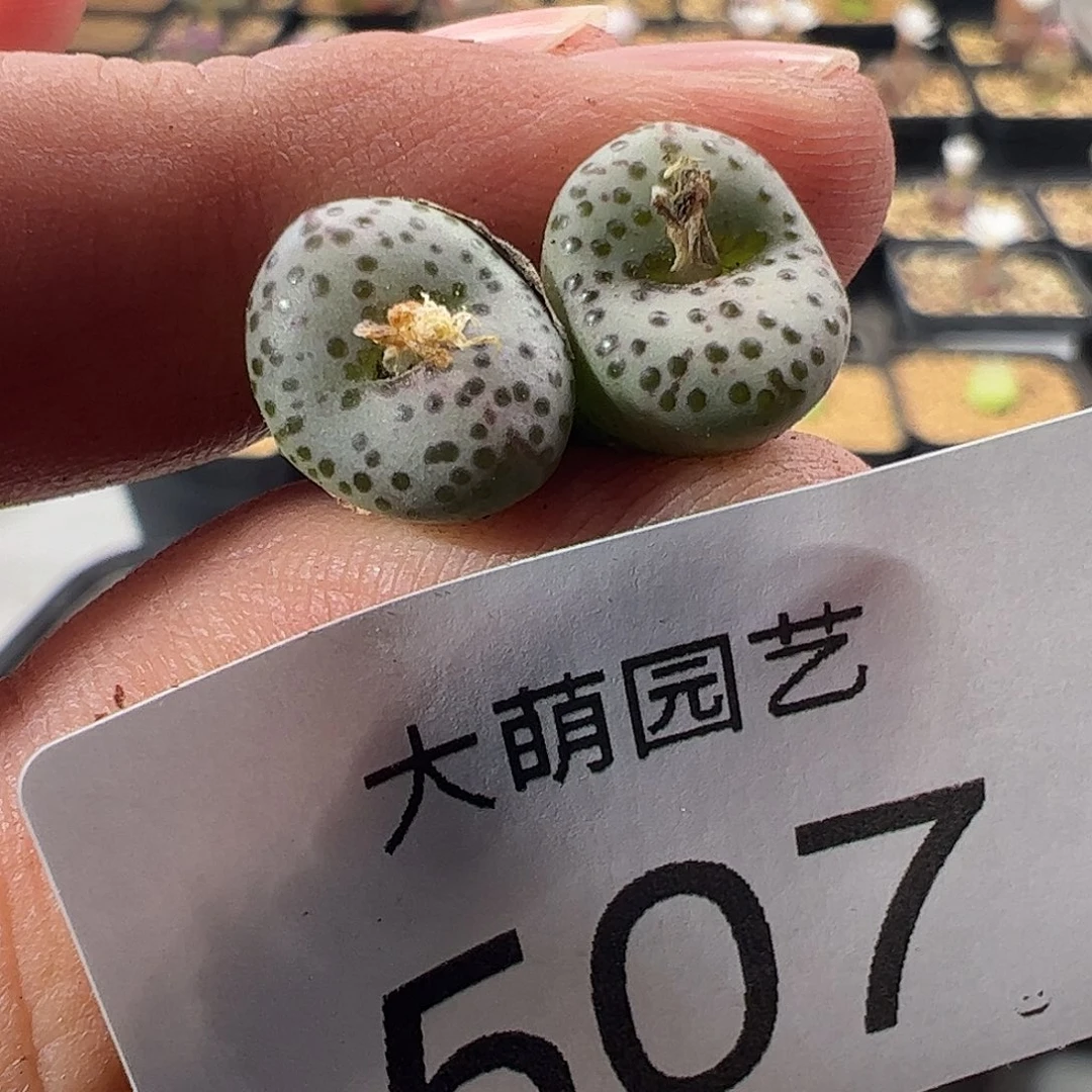 游****一物一拍匈牙利种源1452.64火龙果安贞507