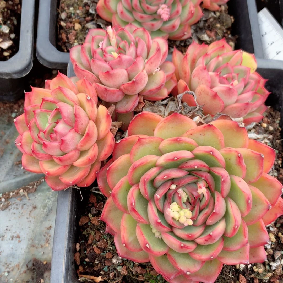 8307杂交多肉植物基地