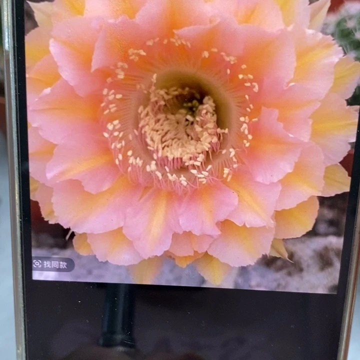 彩草529号7公分左右