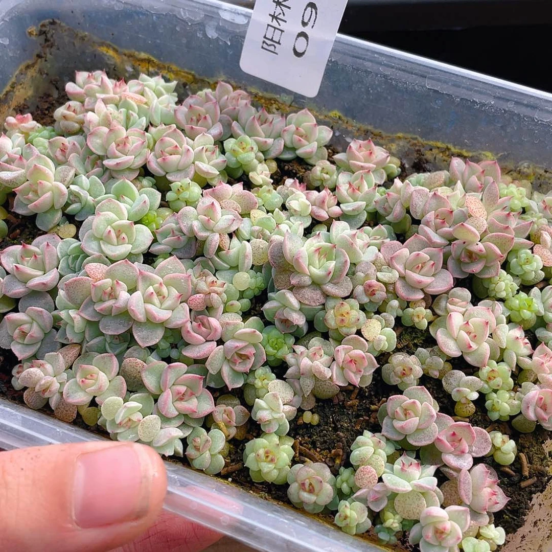 多肉植物多肉植物918